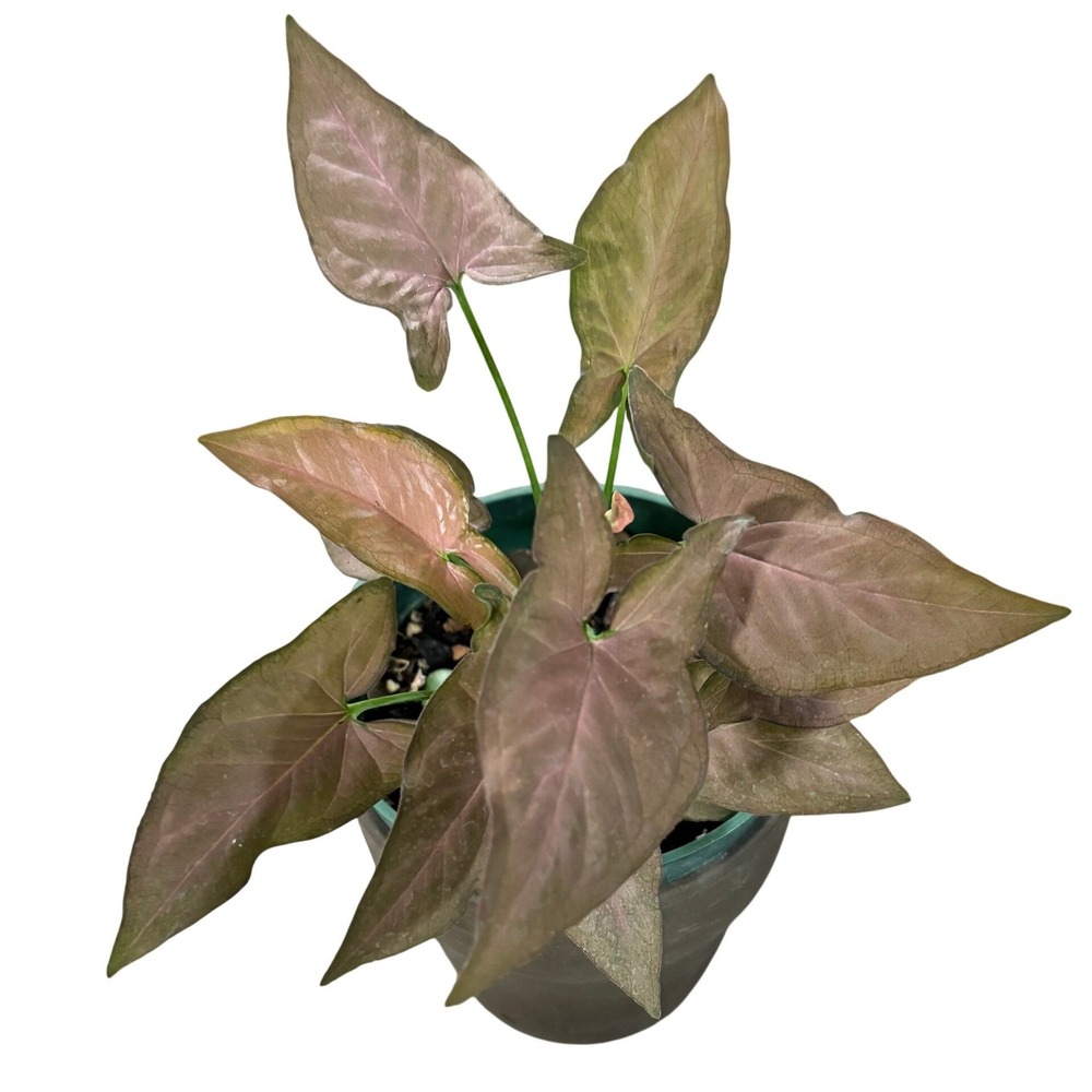 Syngonium Neon Robusta Pink Arrowhead Live Plant 4in Pot Rooted Houseplant